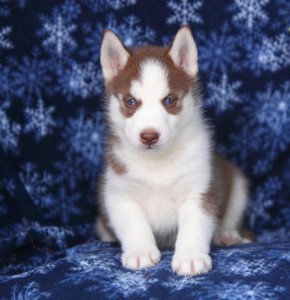 blue eyes Siberian Husky puppies