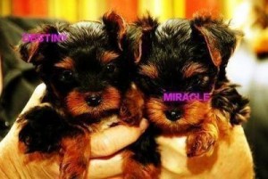 Cute and adorable teacup yorkie puppies for free adoption
