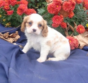 Cavalier King Charles Spaniel Puppies