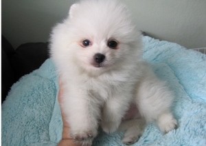 Pomeranian puppies ready to go out