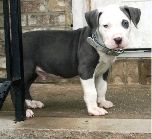 Male and Female american pit bull puppies ready to go out