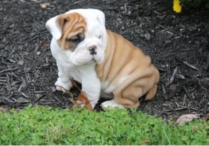 Nice Looking English Bulldog puppies.