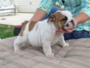 Super Precious English Bulldog Puppies For FREE Adoption Now