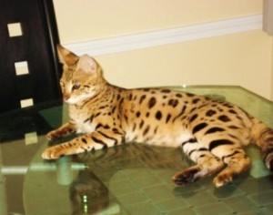 Registered serval kittens,Savannah Kittens and many other's for sale at very good prices!!!!!!!!!!!