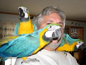 Talking baby blue and gold macaw parrot for sale ventura