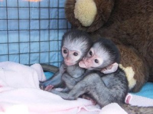 -- Tamed Capuchin monkeys for adoption