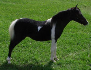 *******Adorable Pinto Miniature and Quarter HorsesFor Caring Homes.