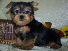 Healthy Akc  Teacup  Yorkshire Terrier  Puppies Available For Free Adoption