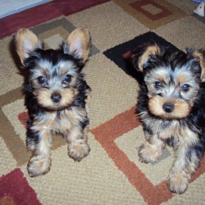 Lovely Yorkie puppies for Adoption $180