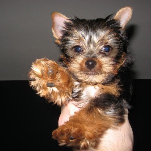 nice male and female yorkie puppies avaliable now !!!