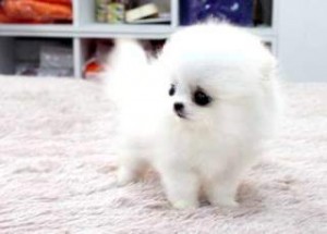 Affectiionate Teacup pomeranian For Adoption