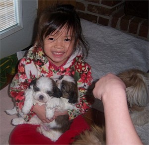 Amazing Babies ~ Precious Micro Shih-Tzu puppies For Adoption ~ SUPER CuTe Available!