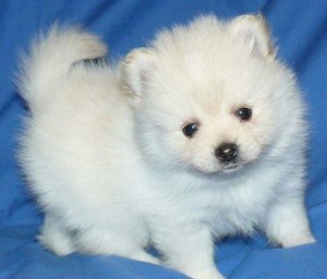 Absolutely darling Pomeranian Puppies, boys &amp; girls, Registered/registerable,
