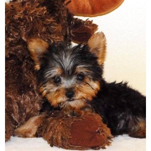 Super Cute Yorkie Puppies For Adoption