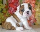 We have two english bulldog puppies available