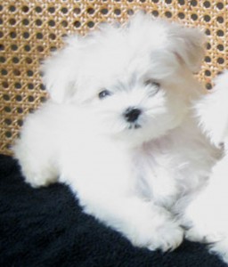 Cute Maltese Puppies for Sale