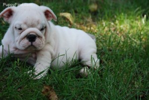 male and female English bulldog  puppies for sale