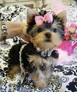 Tiny Teacup Yorkie Puppy