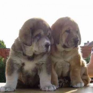Spanish Mastiff Puppies for rehoming