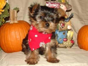 Lovely teacup yorkie puppies for adoption