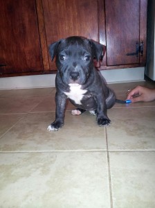 Cute Pitbull Puppy for lovely home.