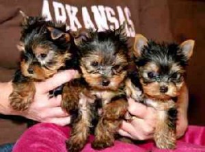 Yorkshire Terrier - AKC Registered Male and Female Puppies
