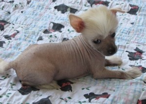 ADORABLE CHINESE CRESTED PUPPIES FOR ADOPTION