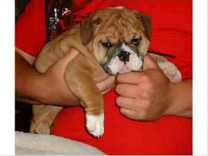 GORGEOUS ENGLISH BULLDOG PUPPY