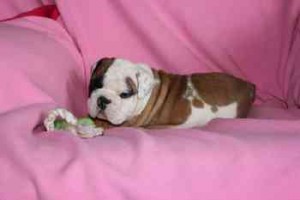 adorable English Bulldog pups for free adoption
