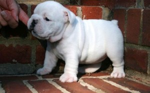 adorable english bulldog puppies for adoption