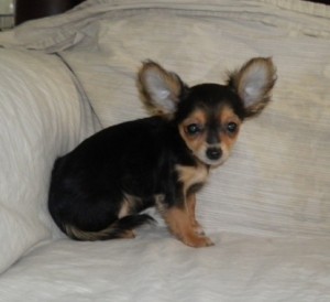 male and female chihuahua puppies for sale.