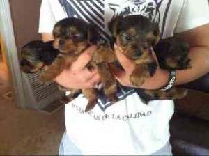 Yorkshire Terrier Yorkie} Pups AKC Reg 10 Weeks old!!