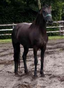 Frisian horse for adoption