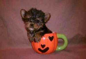 Akc Registered Teacup Yorkshire Terrier Puppies