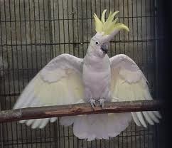 cockatoo parrots birds