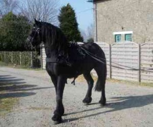 OMG!!! Flashy and Healthy Friesian Gelding Horse For Sale