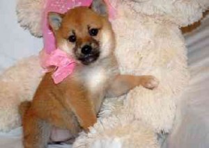 Healthy Shiba Inu Puppies