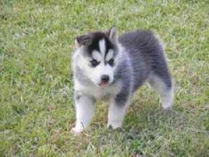 3 Siberian Husky Puppies