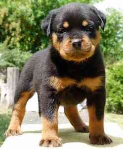 German Rottweiler Puppies For Sale