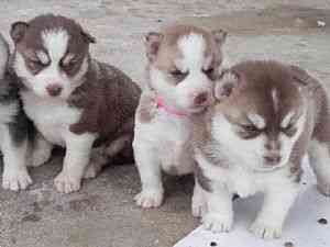 several litters of Siberian Husky puppies