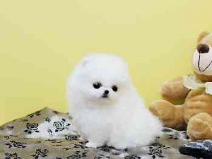 Home Trained Pomeranian Puppies For Adoption(((FREE)))