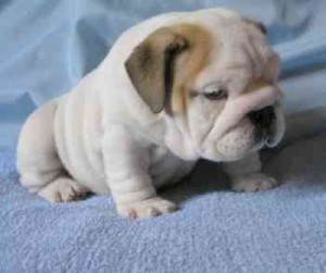 adorable english bulldog puppy for new home