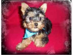 Adorable Teacup and Toy Yorkie Puppy (Boys &amp; Girls)