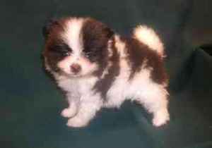 Ozzy Pomeranian Puppies for Sale