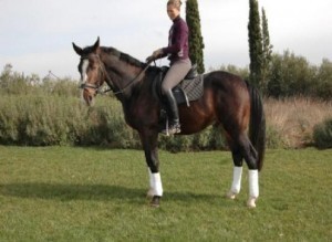 Friesian geldingblacb horses available for caring homes