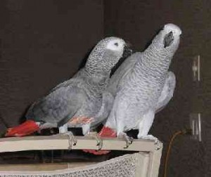 Ricky and Luinta !! Talkative * Pair Of Congo African Grey Parrots Available