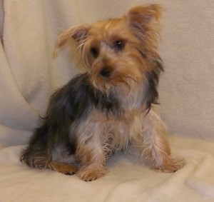male and female Yorkie Puppies For sale