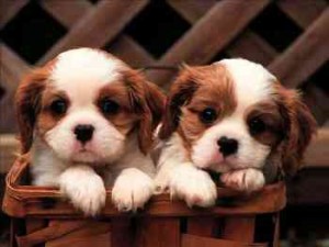 Cavalier KING CHARLES SPANIEL PUPPIES READY NOW!