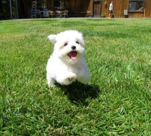 Male And Female Teacup Maltese Puppies For Free Adoption?