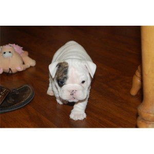 TWO WHITE ENGLISH BULLDOG PUPPIES LOOKING 0FOR A NEW CARING HOME